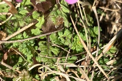 <i>Pedicularis sylvatica</i>