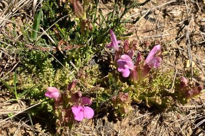 <i>Pedicularis sylvatica</i>