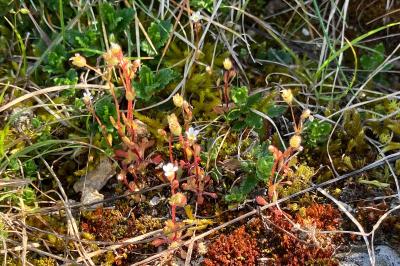 <i>Saxifraga tridactylites</i>