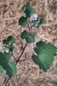 <i>Geranium rotundifolium</i>
