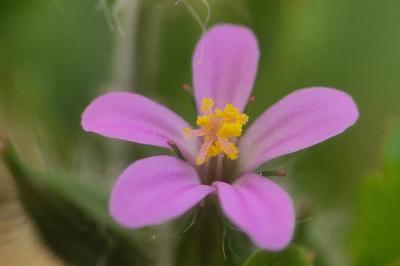 <i>Geranium purpureum</i>