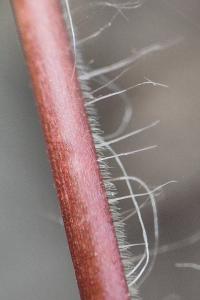 <i>Geranium purpureum</i>