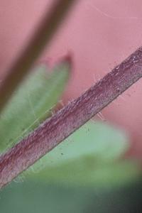 <i>Geranium robertianum</i>
