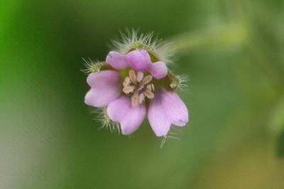 <i>Geranium pusillum</i>