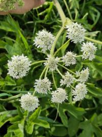 <i>Heracleum sphondylium</i>