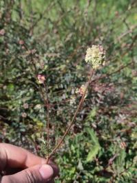 <i>Poterium sanguisorba</i>