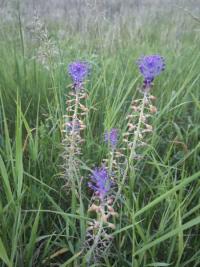 <i>Muscari comosum</i>