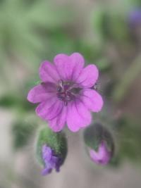 <i>Geranium molle</i>