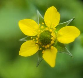 <i>Geum urbanum</i>