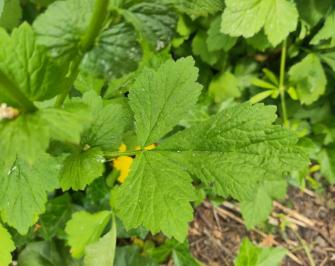<i>Geum urbanum</i>