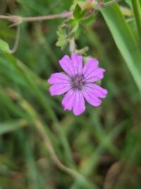 <i>Geranium pyrenaicum</i>