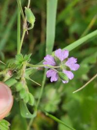 <i>Geranium pyrenaicum</i>