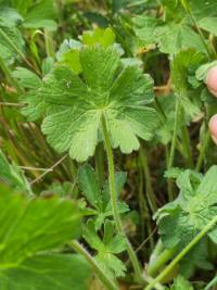 <i>Geranium pyrenaicum</i>