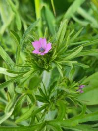 <i>Geranium dissectum</i>