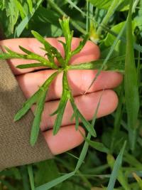 <i>Geranium dissectum</i>