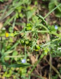 <i>Senecio vulgaris</i>