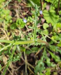 <i>Senecio vulgaris</i>