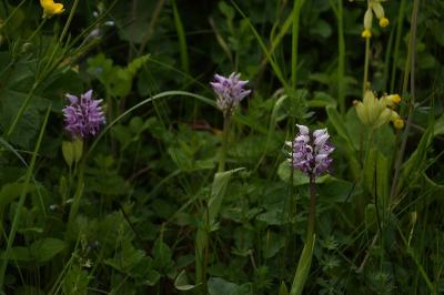 <i>Orchis simia</i>