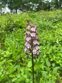 <i>Orchis purpurea</i>