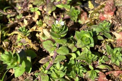 <i>Arenaria serpyllifolia</i>