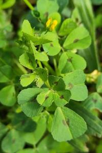 <i>Medicago arabica</i>