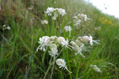 <i>Silene vulgaris</i>