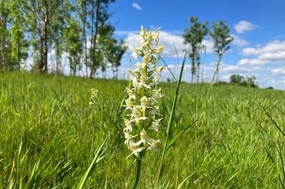 <i>Platanthera chlorantha</i>