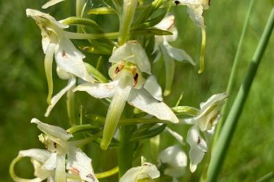 <i>Platanthera chlorantha</i>