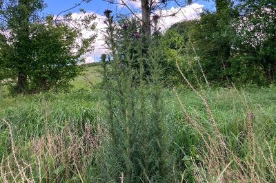 <i>Cirsium palustre</i>
