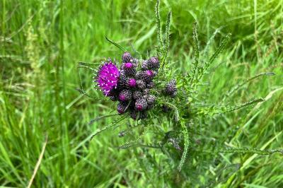 <i>Cirsium palustre</i>