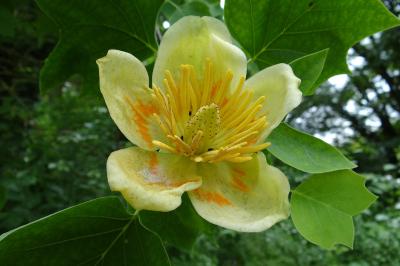 <i>Liriodendron tulipifera</i>