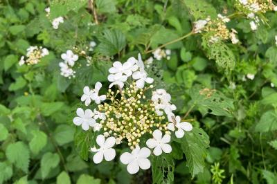 <i>Viburnum opulus</i>