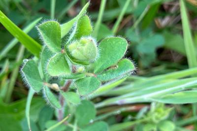 <i>Lotus pedunculatus</i>