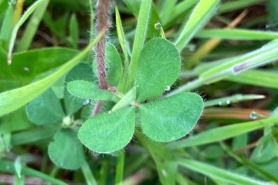 <i>Lotus pedunculatus</i>