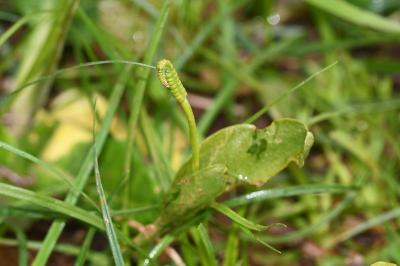 <i>Ophioglossum vulgatum</i>