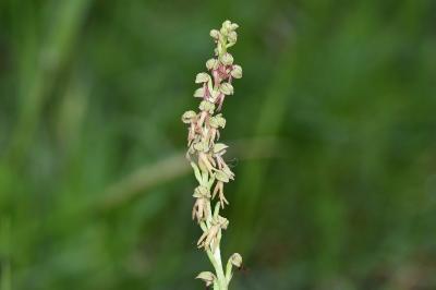 <i>Orchis anthropophora</i>