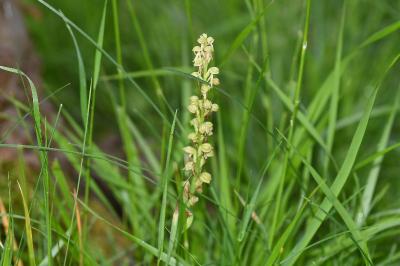 <i>Orchis anthropophora</i>