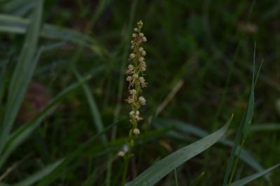 <i>Orchis anthropophora</i>