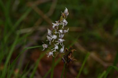 <i>Orchis simia</i>