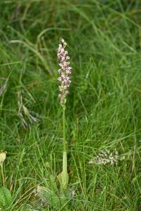 <i>Orchis x bergonii</i>