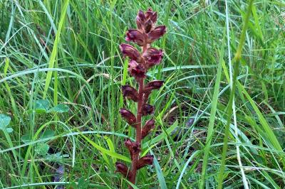 <i>Orobanche gracilis</i>