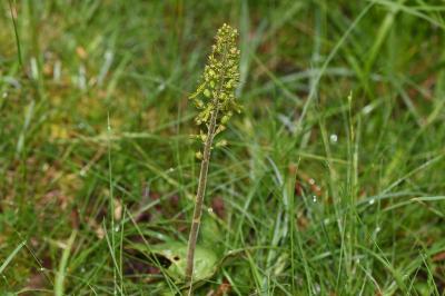 <i>Neottia ovata</i>