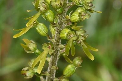 <i>Neottia ovata</i>