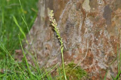 <i>Orchis anthropophora</i>