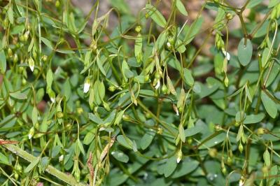 <i>Linum catharticum</i>