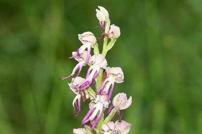 <i>Orchis x bergonii</i>