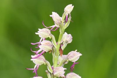 <i>Orchis x bergonii</i>