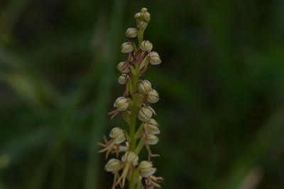 <i>Orchis anthropophora</i>