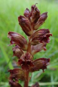 <i>Orobanche gracilis</i>