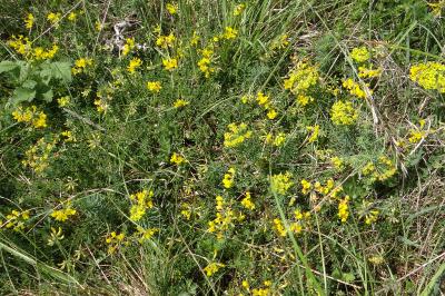 <i>Hippocrepis comosa</i>